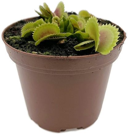 Dionaea muscipula &quot;FB Dreizack&quot;