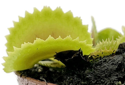 Dionaea muscipula &quot;FB Dreizack&quot;