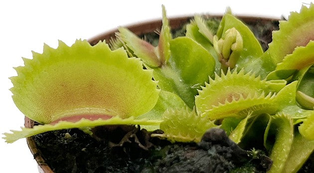 Dionaea muscipula &quot;FB Dreizack&quot;