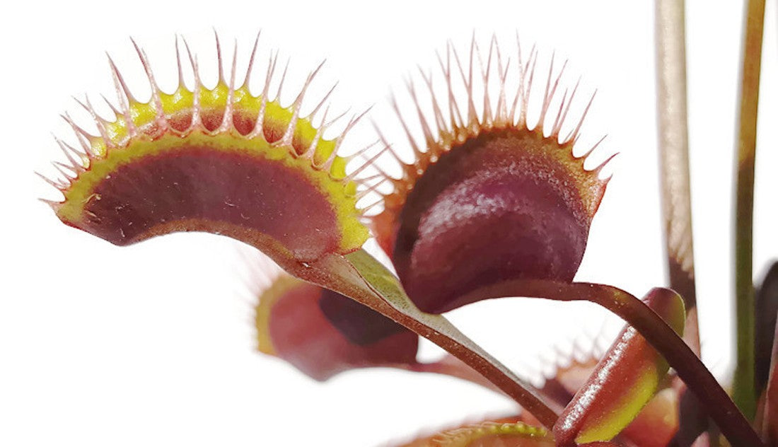 Dionaea muscipula &quot;Akai Ryu&quot;