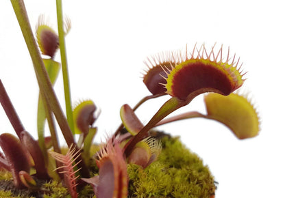 Dionaea muscipula &quot;Akai Ryu&quot;