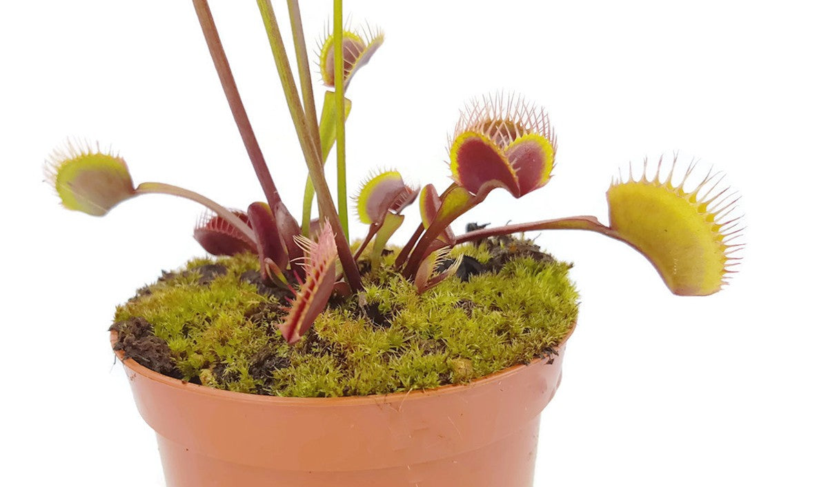 Dionaea muscipula &quot;Akai Ryu&quot;