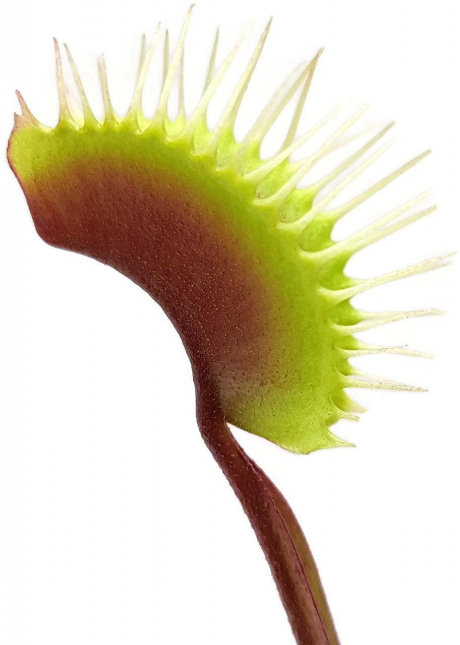 Dionaea muscipula &quot;Akai Ryu&quot;