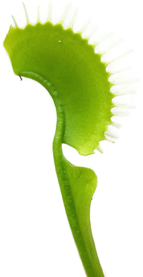 Dionaea muscipula &quot;All Green&quot;