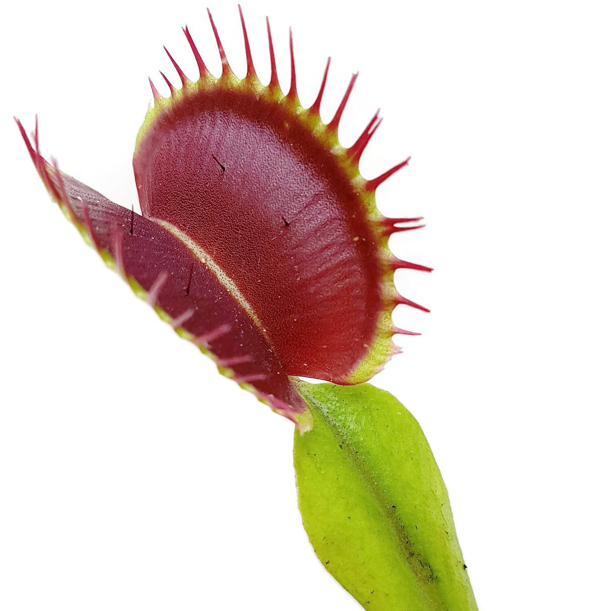 Dionaea muscipula &quot;Colour Selection 1&quot;