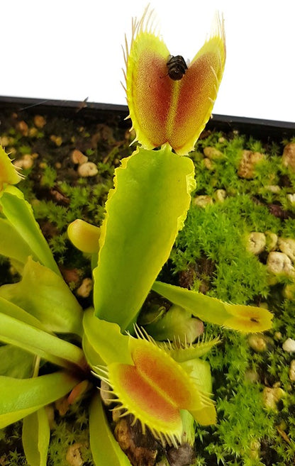 Dionaea muscipula &quot;Reptile&quot;