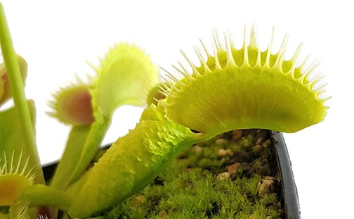 Dionaea muscipula &quot;Reptile&quot;