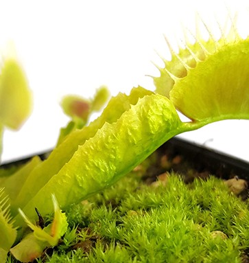 Dionaea muscipula &quot;Reptile&quot;