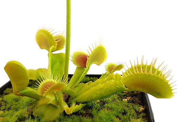 Dionaea muscipula &quot;Reptile&quot;