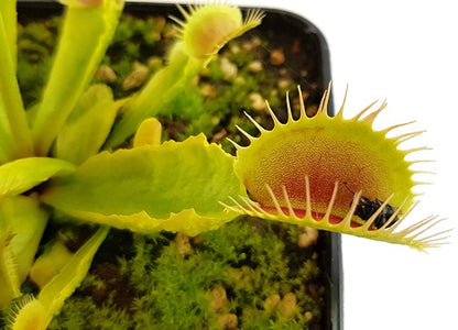 Dionaea muscipula &quot;Reptile&quot;