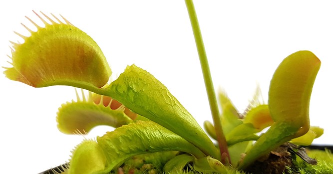 Dionaea muscipula &quot;Reptile&quot;