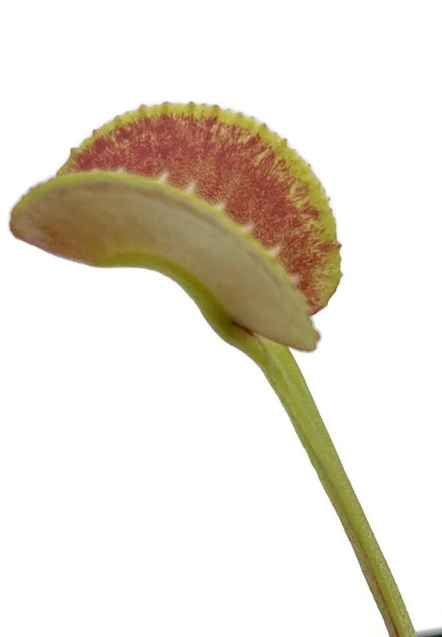 Dionaea muscipula &quot;adentate&quot; -  zahnlose Venusfliegenfalle