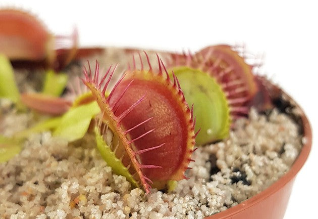 Dionaea muscipula "Blutrot"