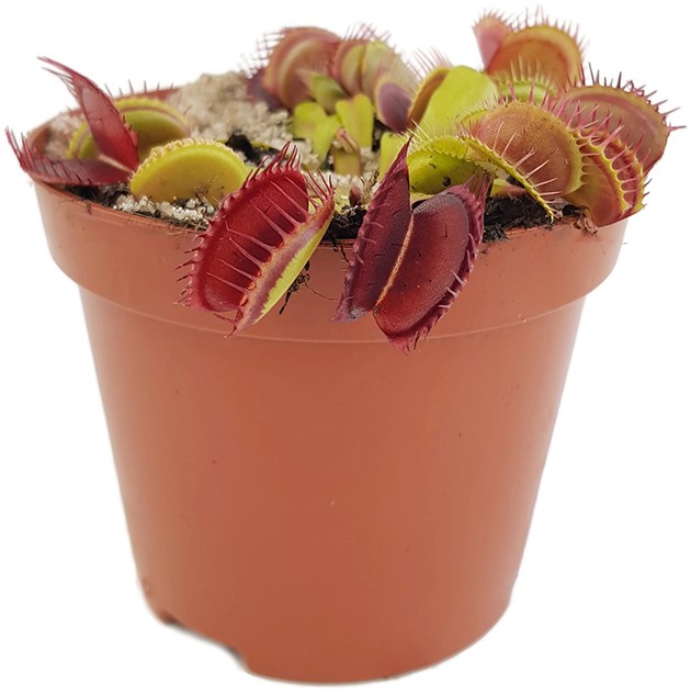 Dionaea muscipula "Blutrot"