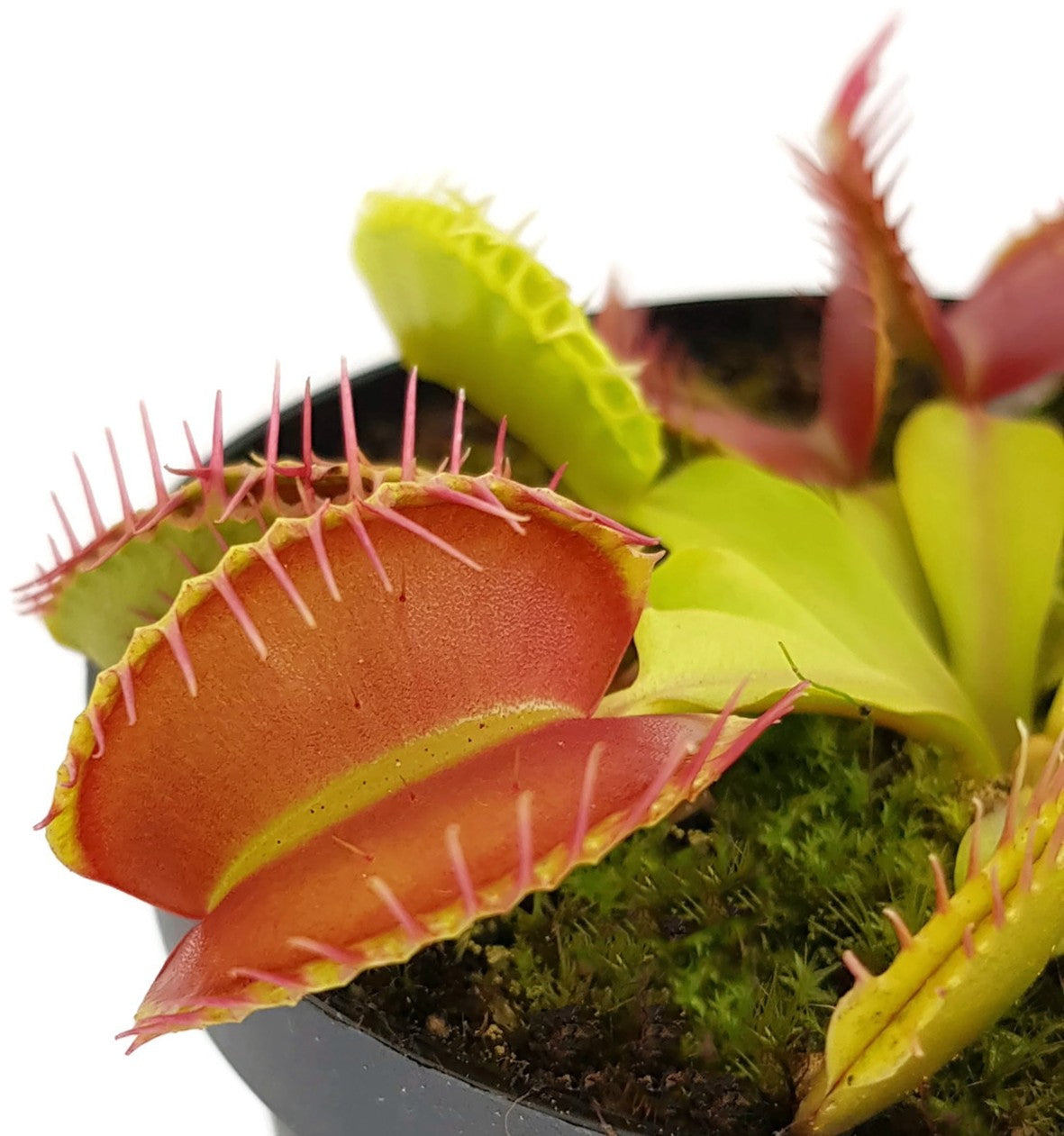 Dionaea muscipula &quot;Giant Peach&quot;