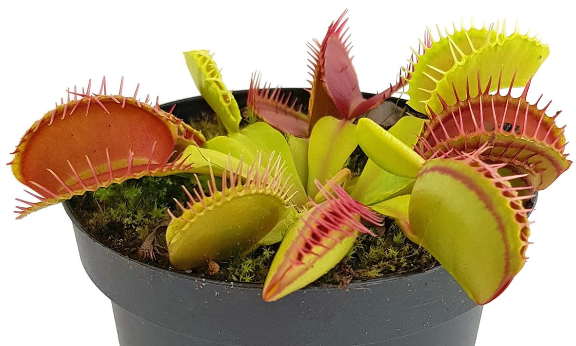 Dionaea muscipula &quot;Giant Peach&quot;