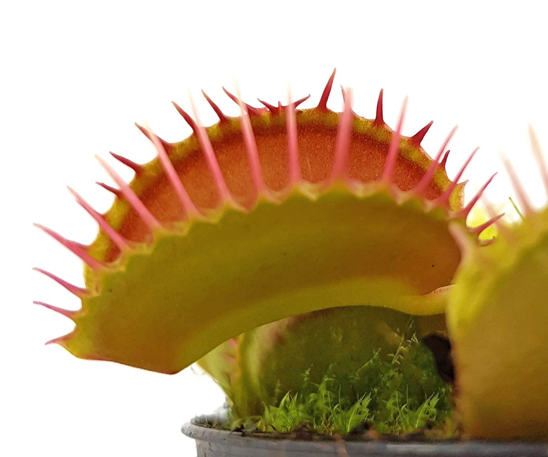 Dionaea muscipula &quot;Giant Peach&quot;