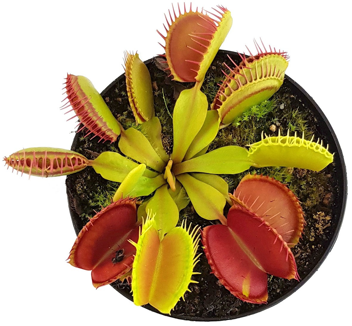 Dionaea muscipula &quot;Giant Peach&quot;