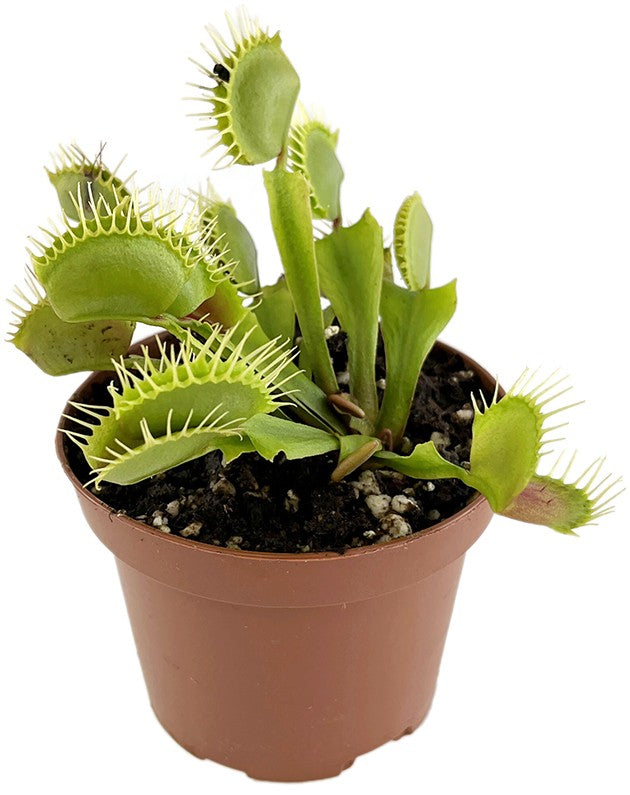 Dionaea muscipula &quot;Fangzahn&quot;