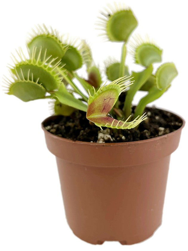 Dionaea muscipula &quot;Fangzahn&quot;