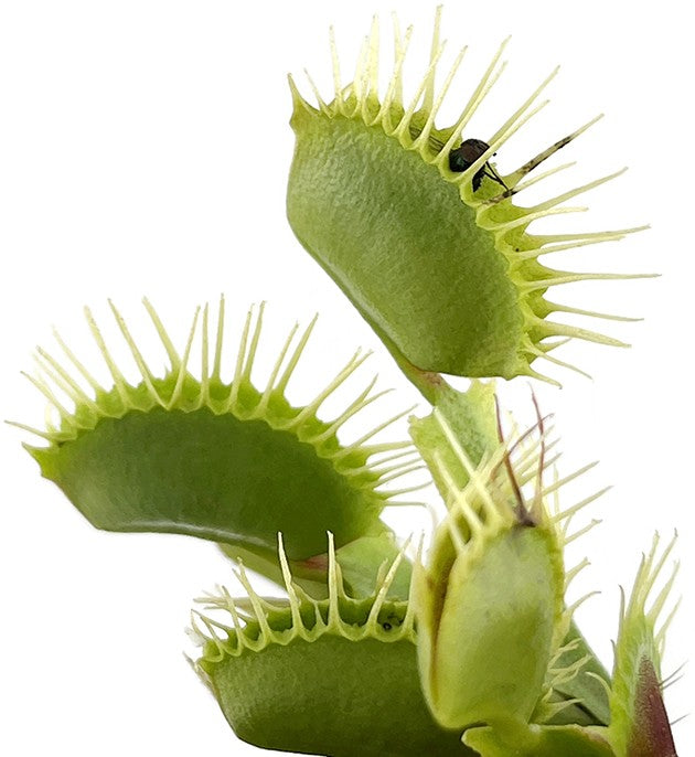 Dionaea muscipula &quot;Fangzahn&quot;