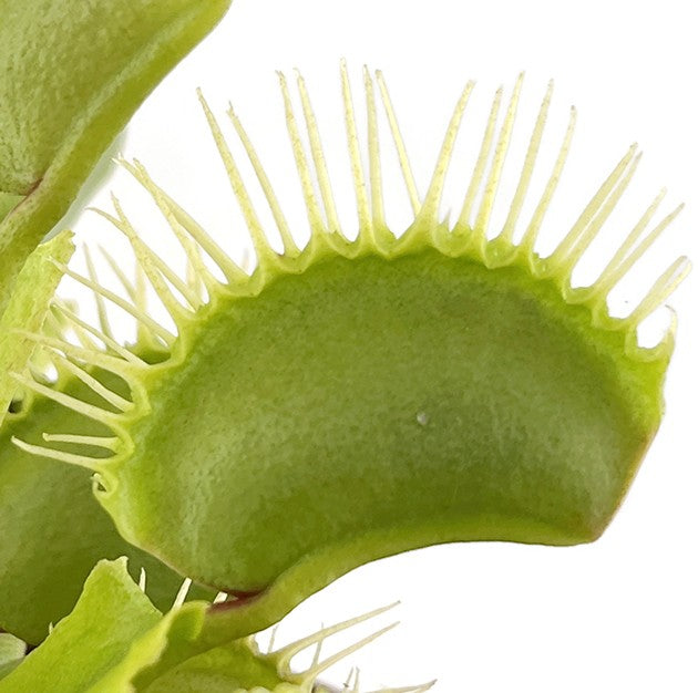 Dionaea muscipula &quot;Fangzahn&quot;