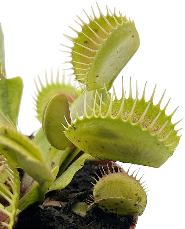 Dionaea muscipula &quot;Flexx&quot;