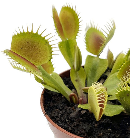 Dionaea muscipula &quot;Flexx&quot;