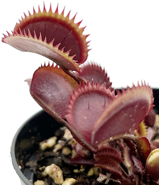 Dionaea muscipula "Red Piranha"