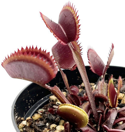 Dionaea muscipula &quot;Red Piranha&quot;