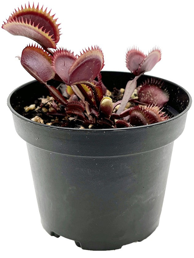 Dionaea muscipula "Red Piranha"