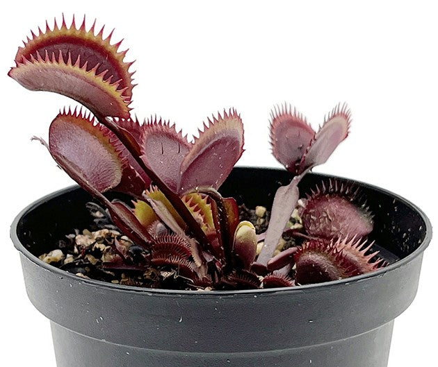 Dionaea muscipula &quot;Red Piranha&quot;