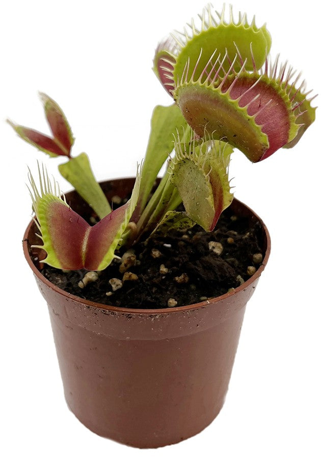 Dionaea muscipula &quot;B 52&quot;