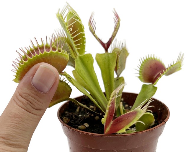 Dionaea muscipula &quot;B 52&quot;