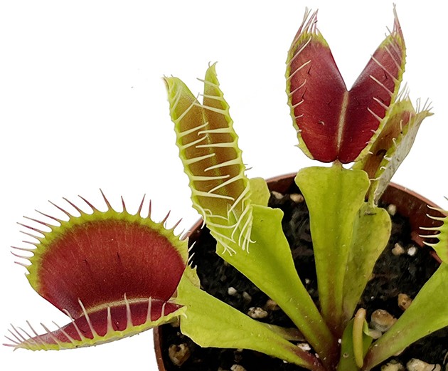 Dionaea muscipula &quot;B 52&quot;