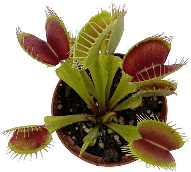 Dionaea muscipula &quot;B 52&quot;