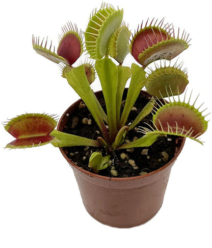 Dionaea muscipula &quot;B 52&quot;