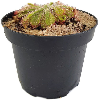 Drosera Aliciae