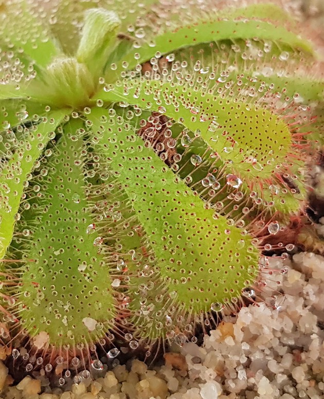 Drosera Aliciae