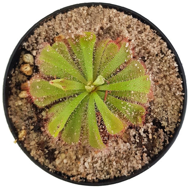 Drosera Aliciae