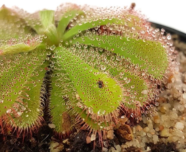 Drosera Aliciae