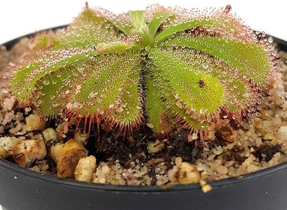 Drosera Aliciae