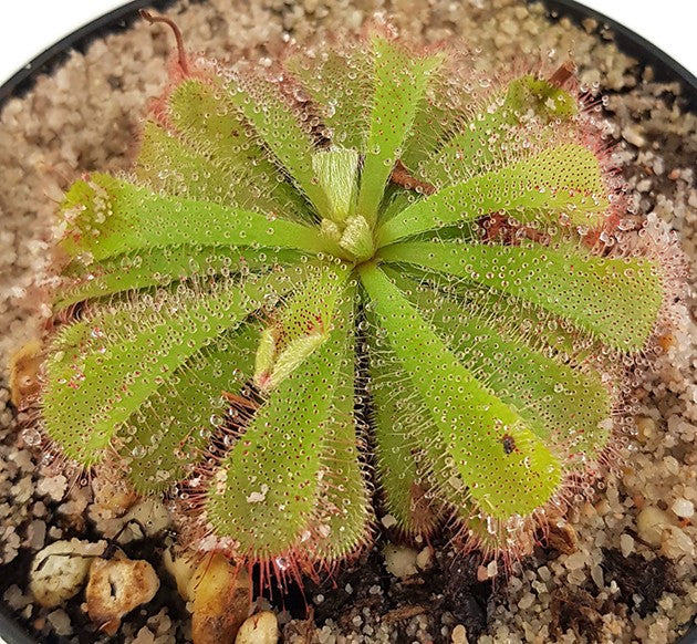 Drosera Aliciae