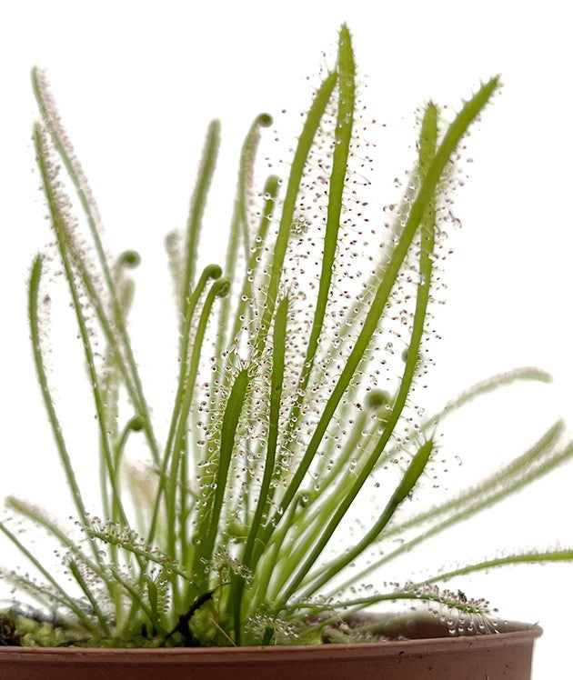 Drosera Filiformis x Intermedia