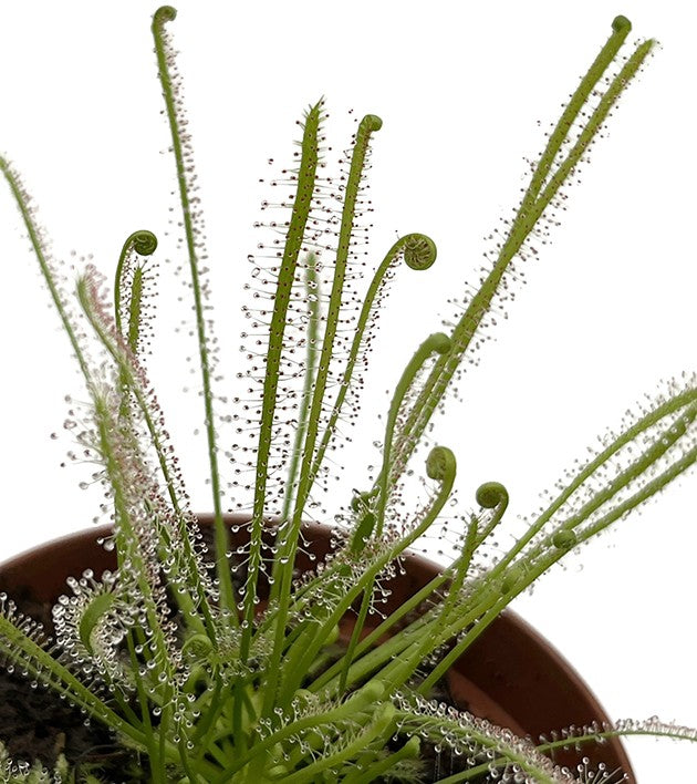 Drosera Filiformis x Intermedia