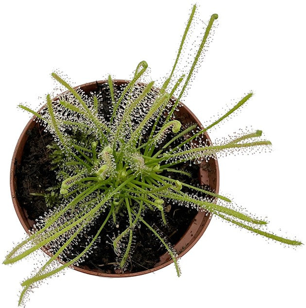 Drosera Filiformis x Intermedia