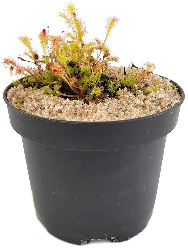 Drosera Nidiformis