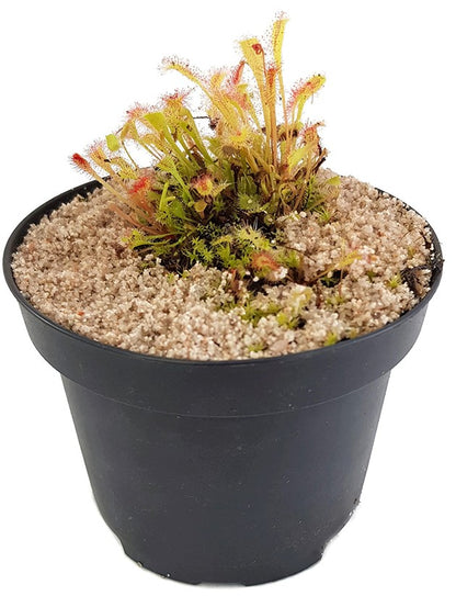 Drosera Nidiformis