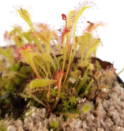 Drosera Nidiformis