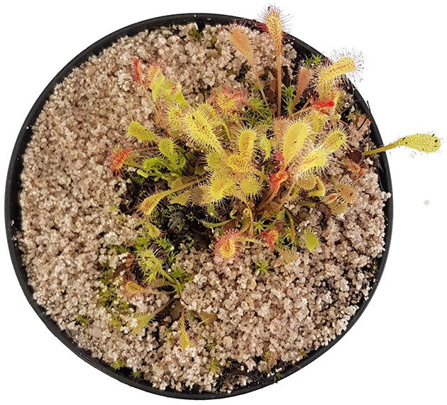 Drosera Nidiformis